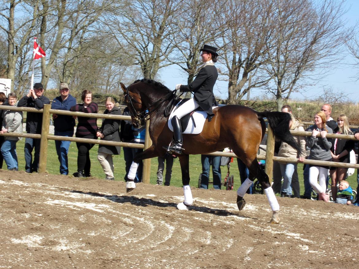 Bøgegårdens Laurino DVH 888 billede 188