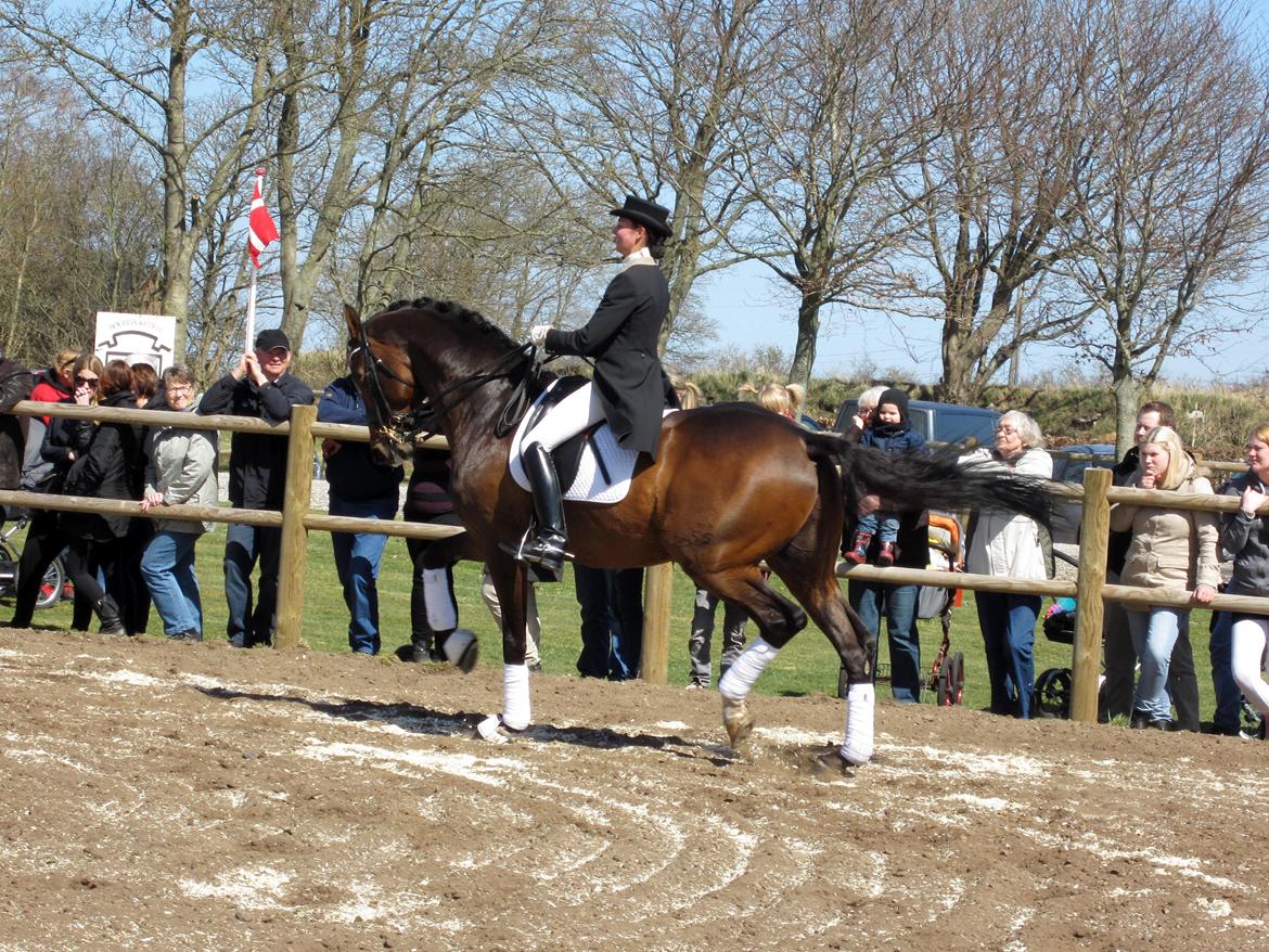 Bøgegårdens Laurino DVH 888 billede 189