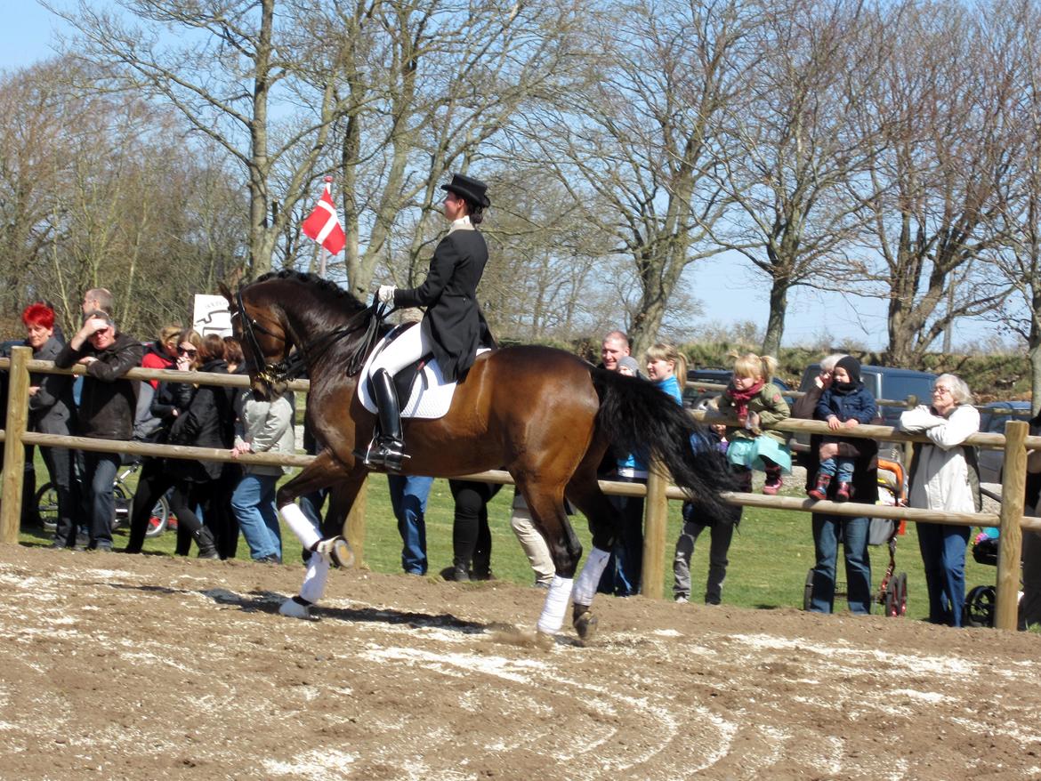 Bøgegårdens Laurino DVH 888 billede 190