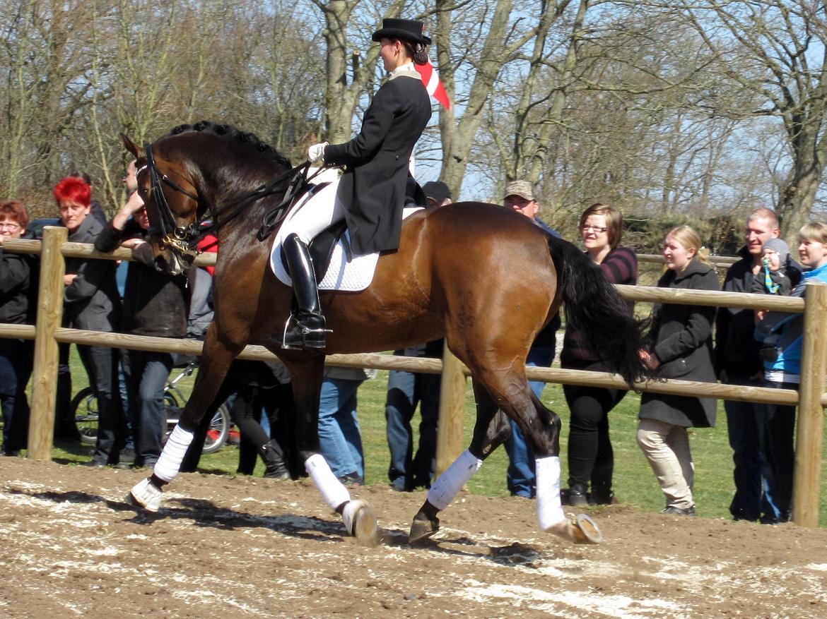 Bøgegårdens Laurino DVH 888 billede 191