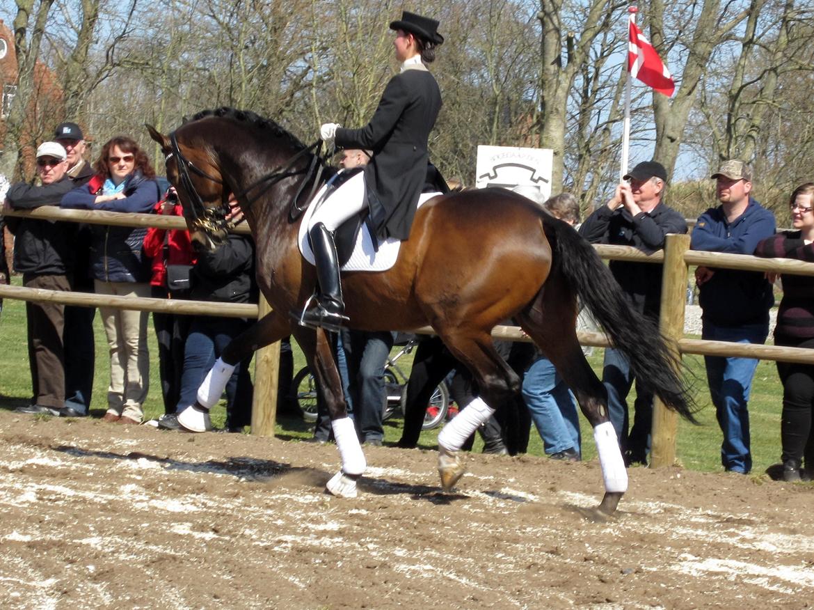 Bøgegårdens Laurino DVH 888 billede 192
