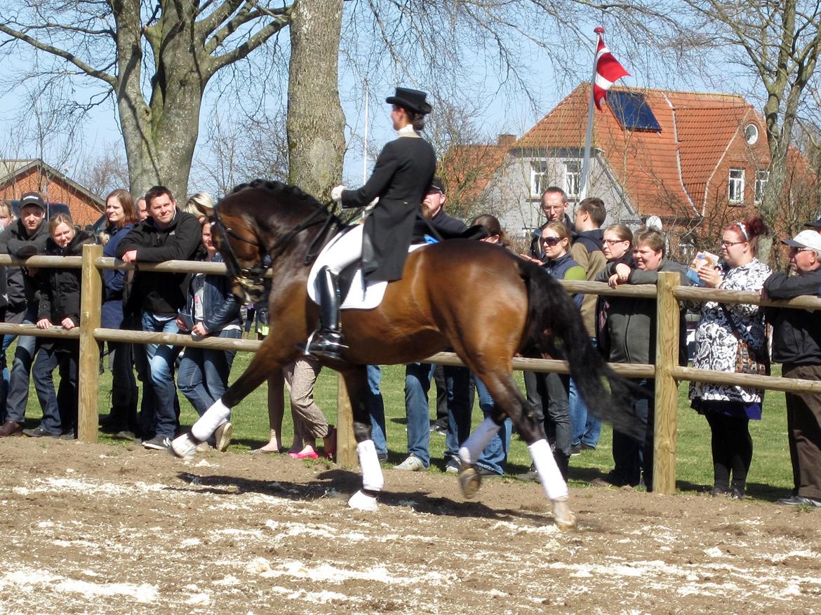 Bøgegårdens Laurino DVH 888 billede 193