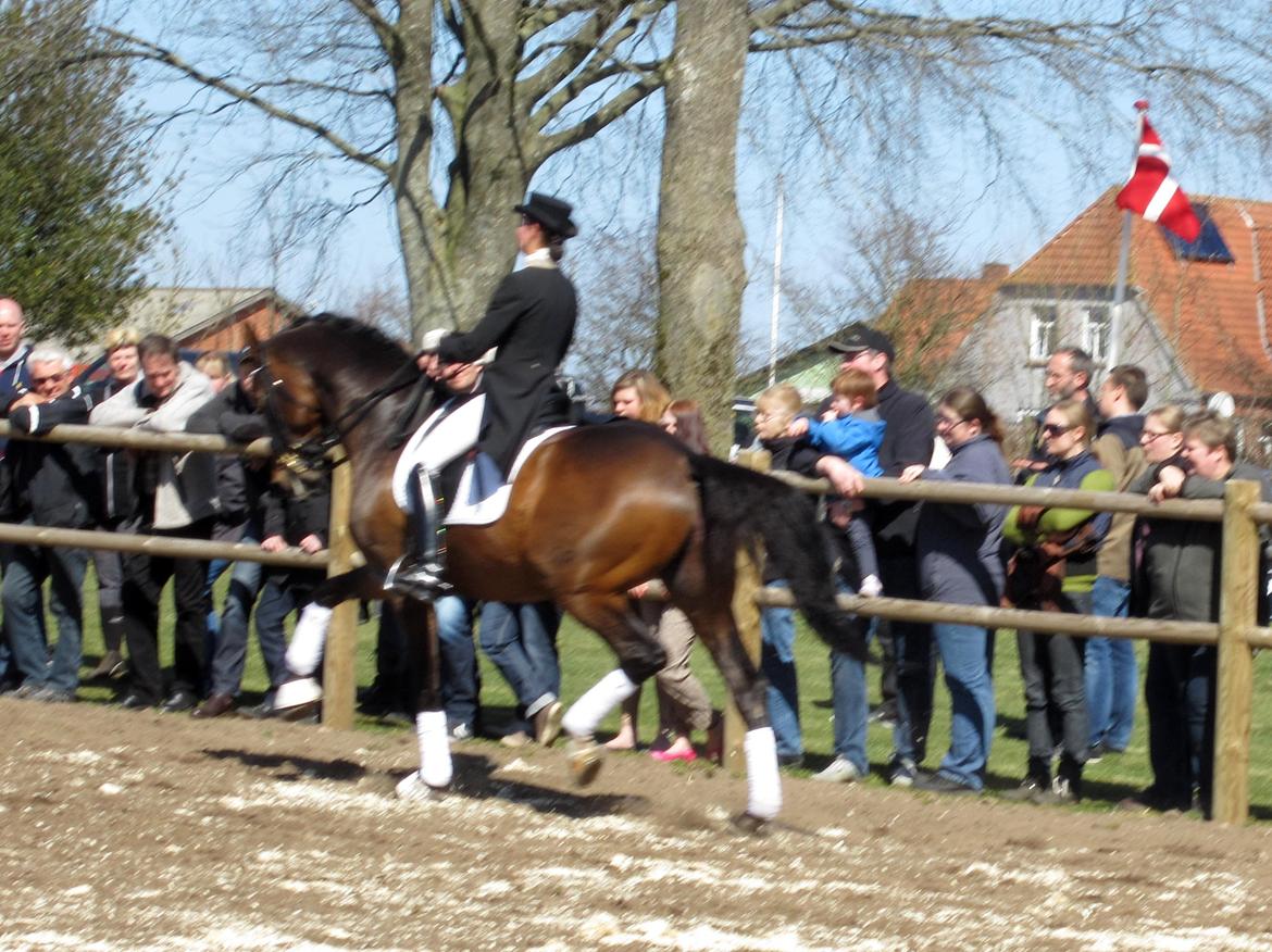 Bøgegårdens Laurino DVH 888 billede 194