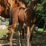 Hyldehøjgaard's Enola
