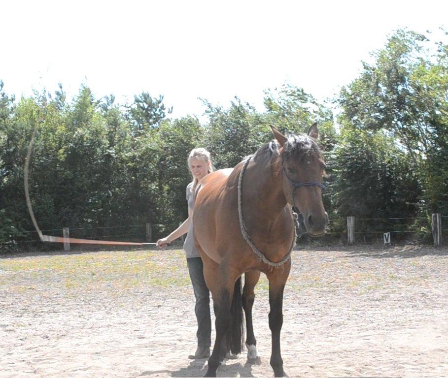 Vores billedebog. - Pisketræning i cordeo <3 billede 104
