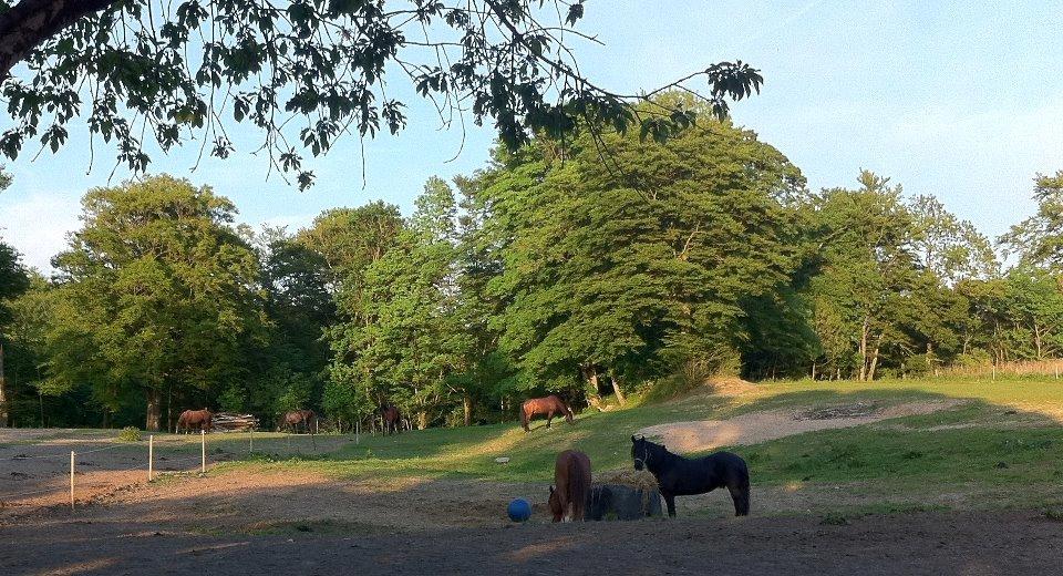 Christianslund ridecenter billede 4