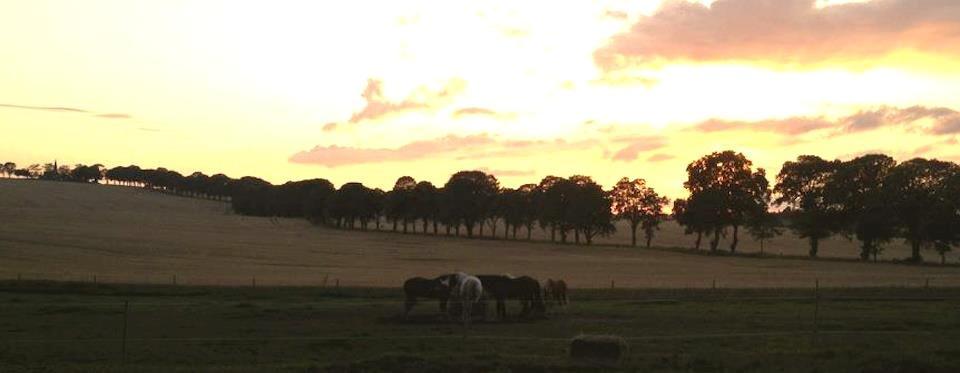 Christianslund ridecenter billede 5