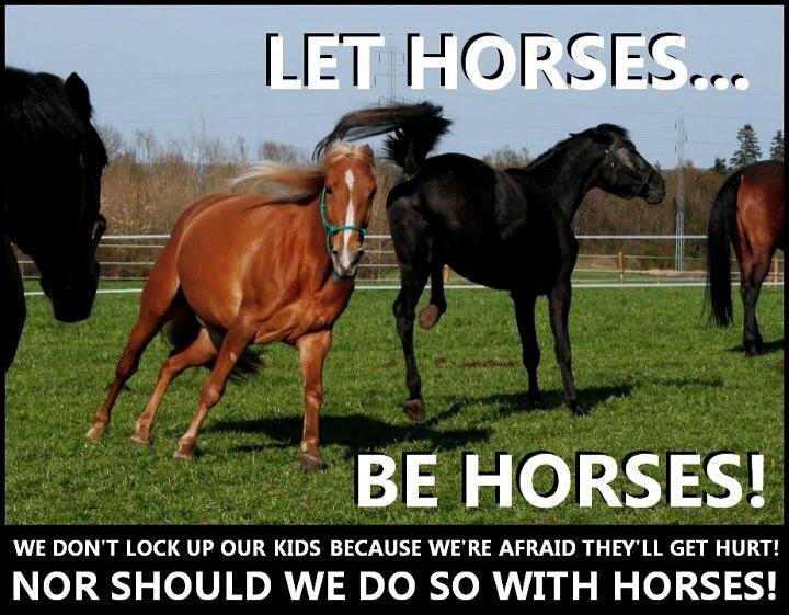 Christianslund ridecenter billede 6