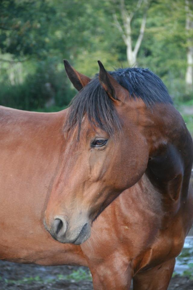 Christianslund ridecenter billede 11