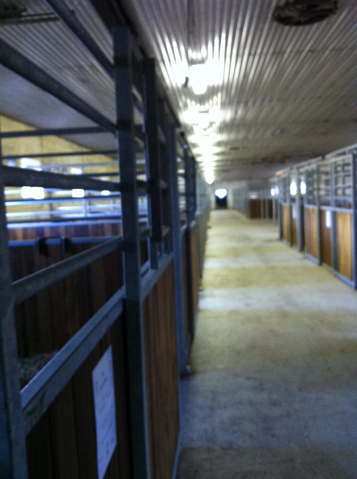 Christianslund ridecenter billede 13