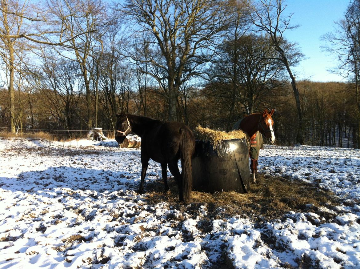 Christianslund ridecenter billede 18