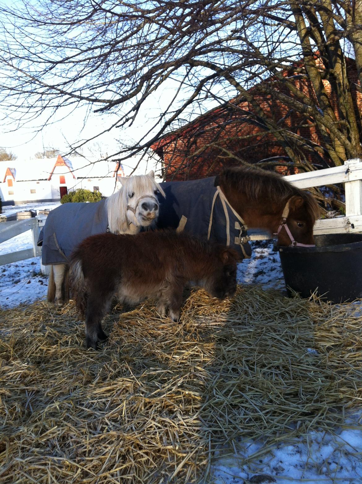 Christianslund ridecenter billede 19