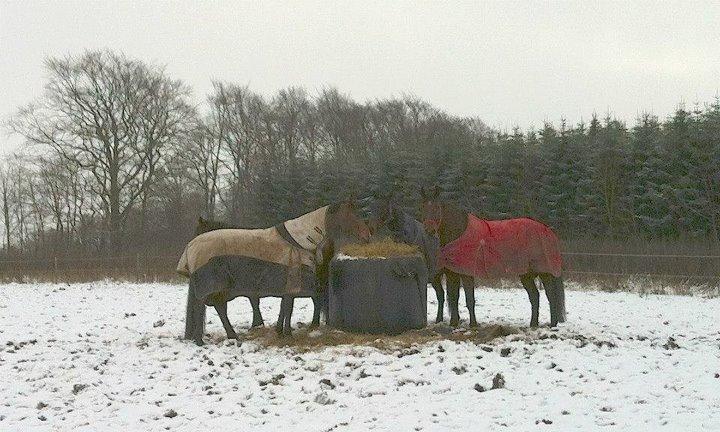 Christianslund ridecenter billede 21