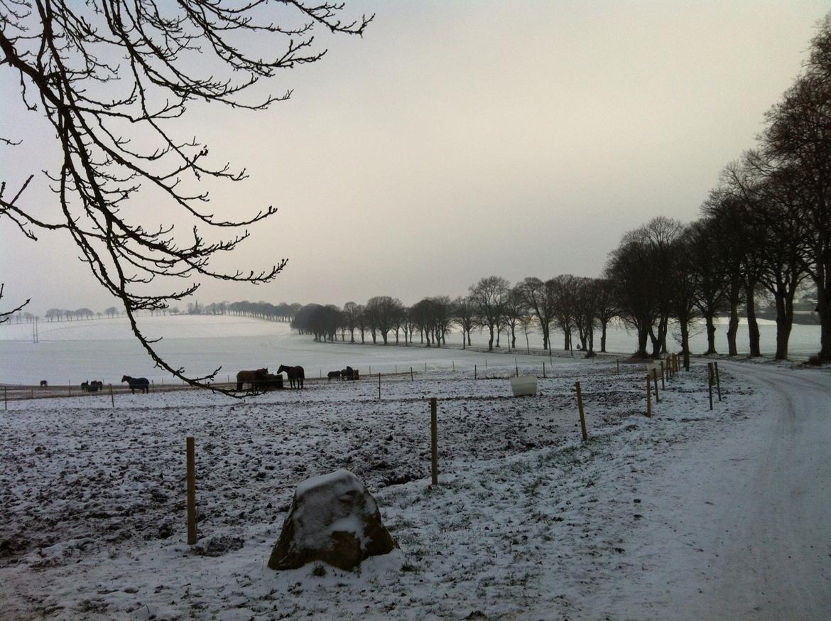 Christianslund ridecenter billede 24