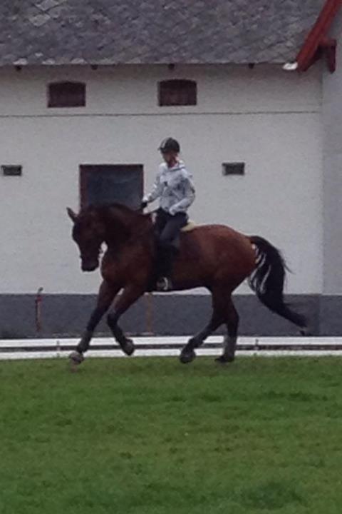 Christianslund ridecenter billede 27