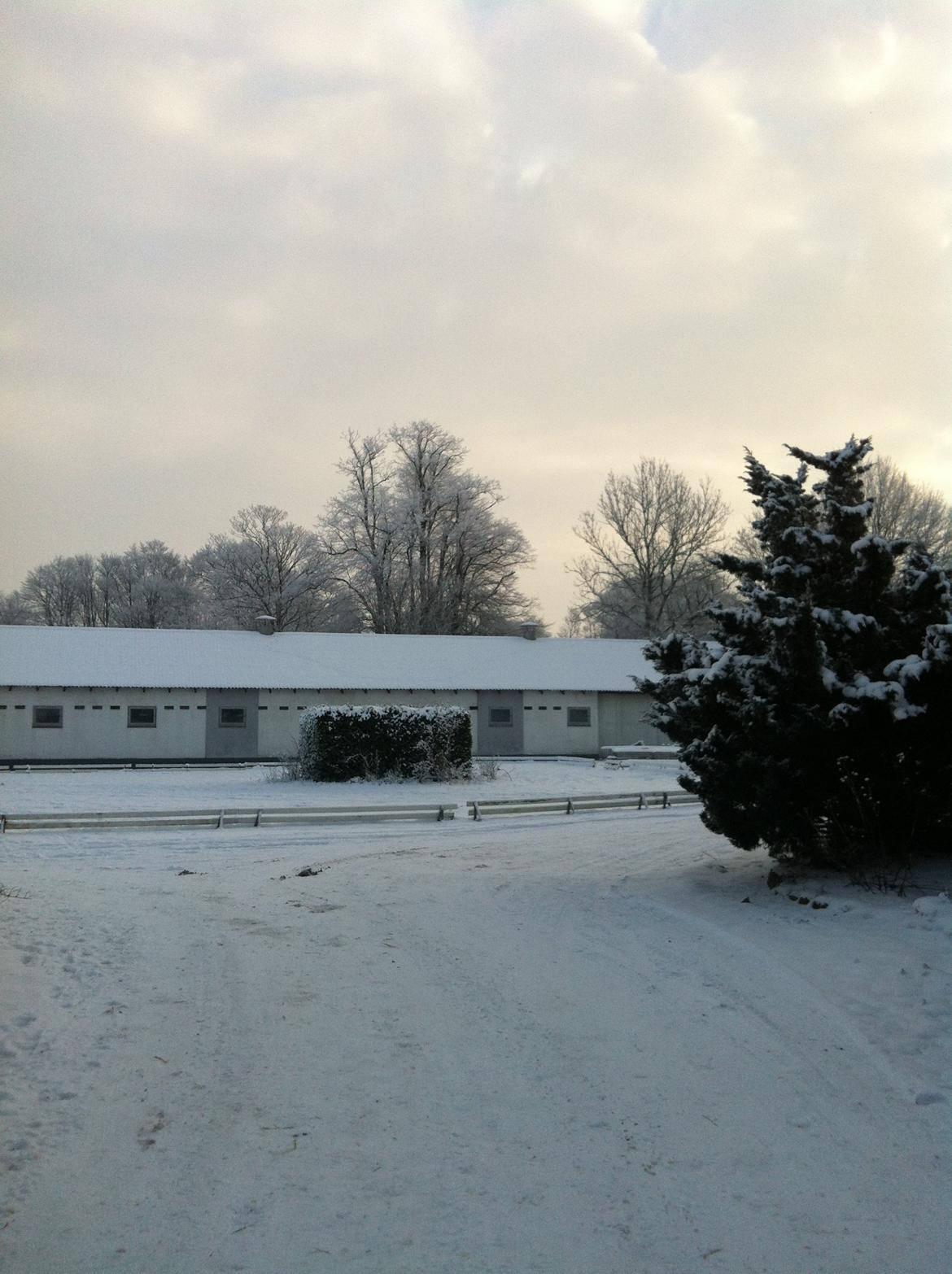 Christianslund ridecenter billede 29