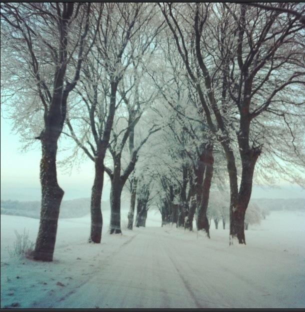 Christianslund ridecenter billede 30