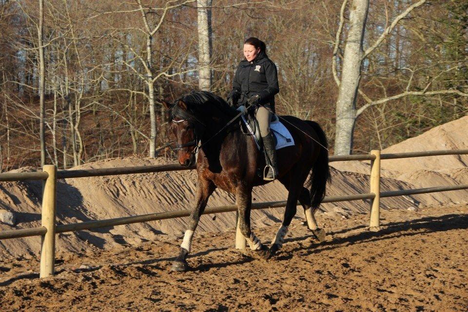 Christianslund ridecenter billede 31