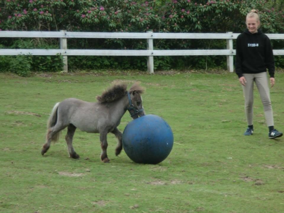 Christianslund ridecenter billede 32