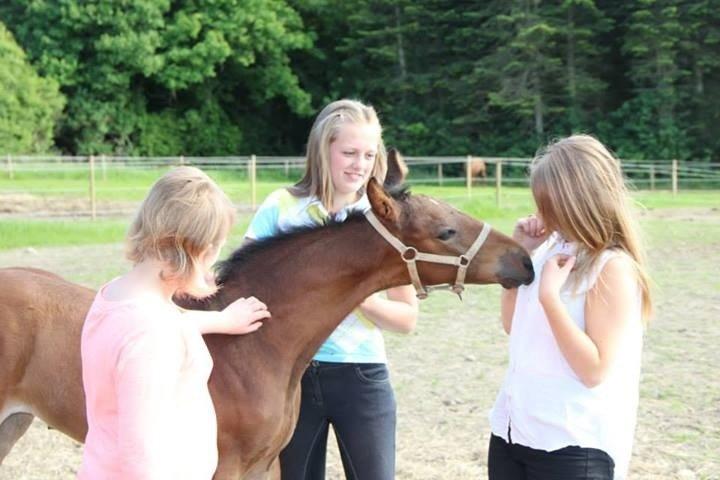 Christianslund ridecenter billede 35