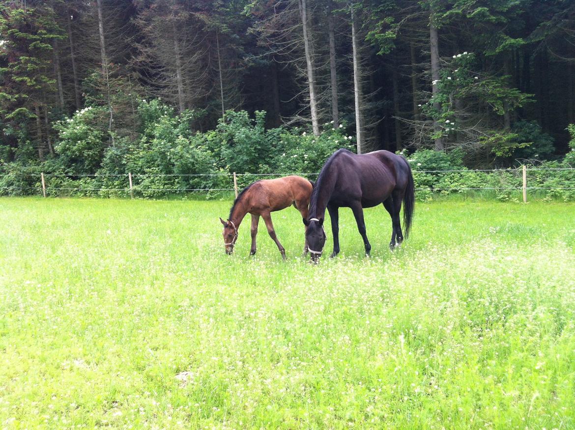 Christianslund ridecenter billede 39