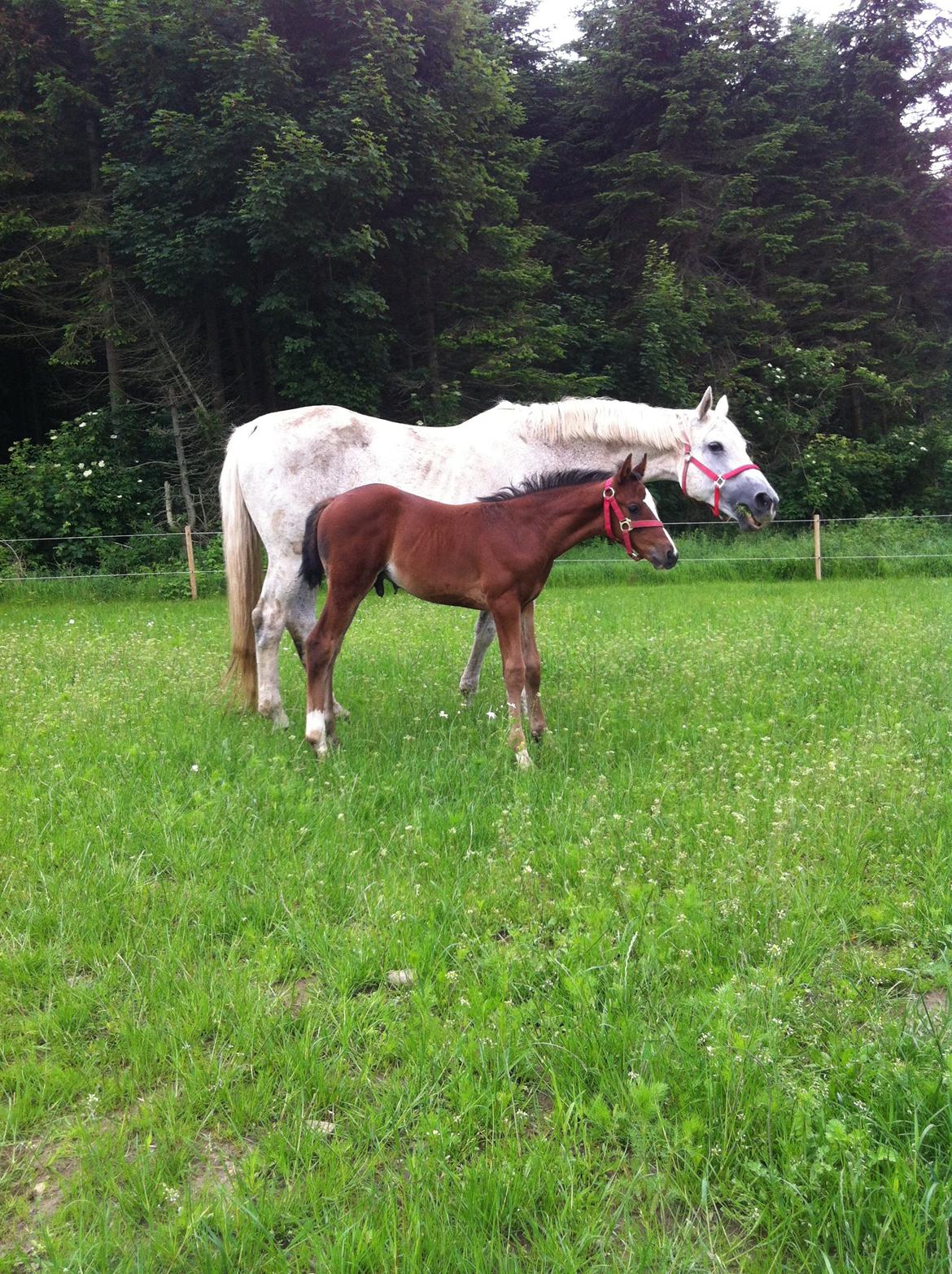 Christianslund ridecenter billede 40