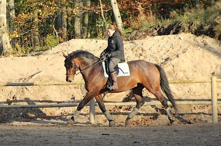 Christianslund ridecenter billede 46