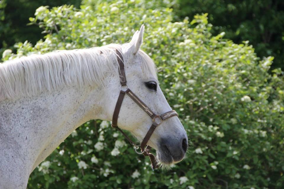 Christianslund ridecenter billede 47