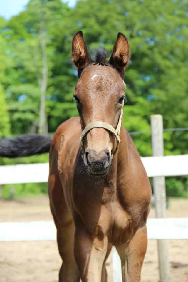 Christianslund ridecenter billede 48