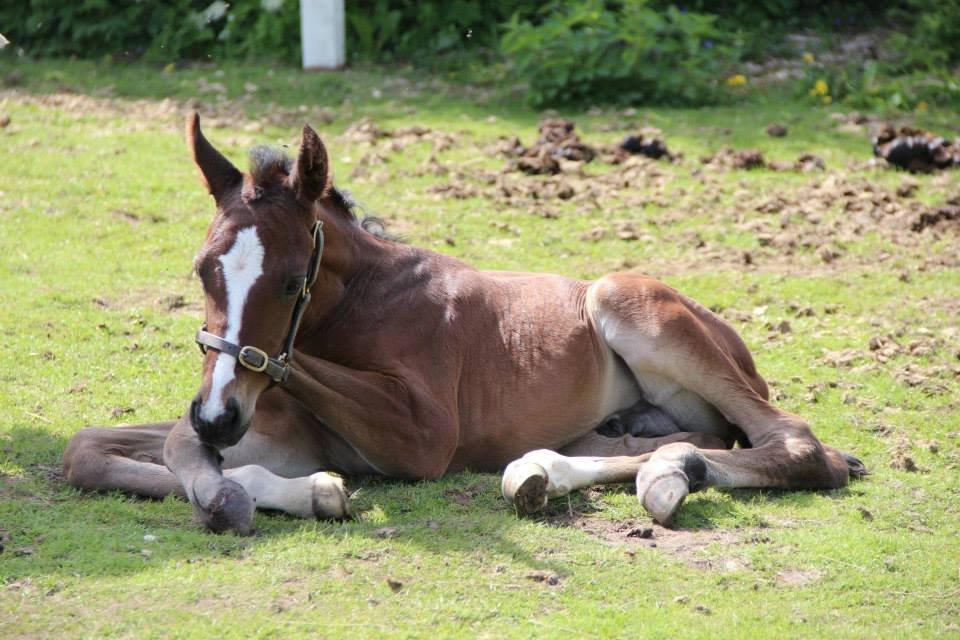 Christianslund ridecenter billede 49