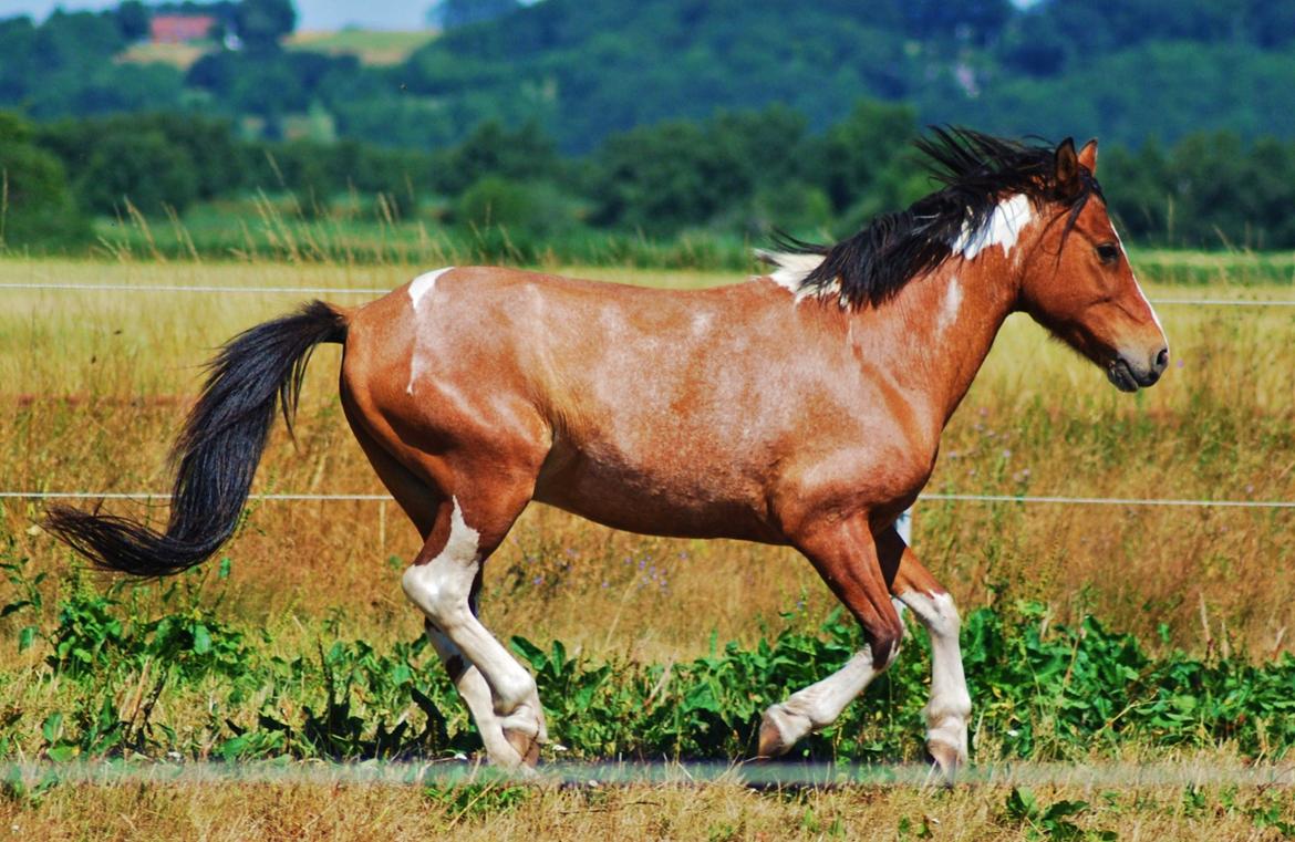 20-års fødselsdag med mine skønne muler :)  billede 15