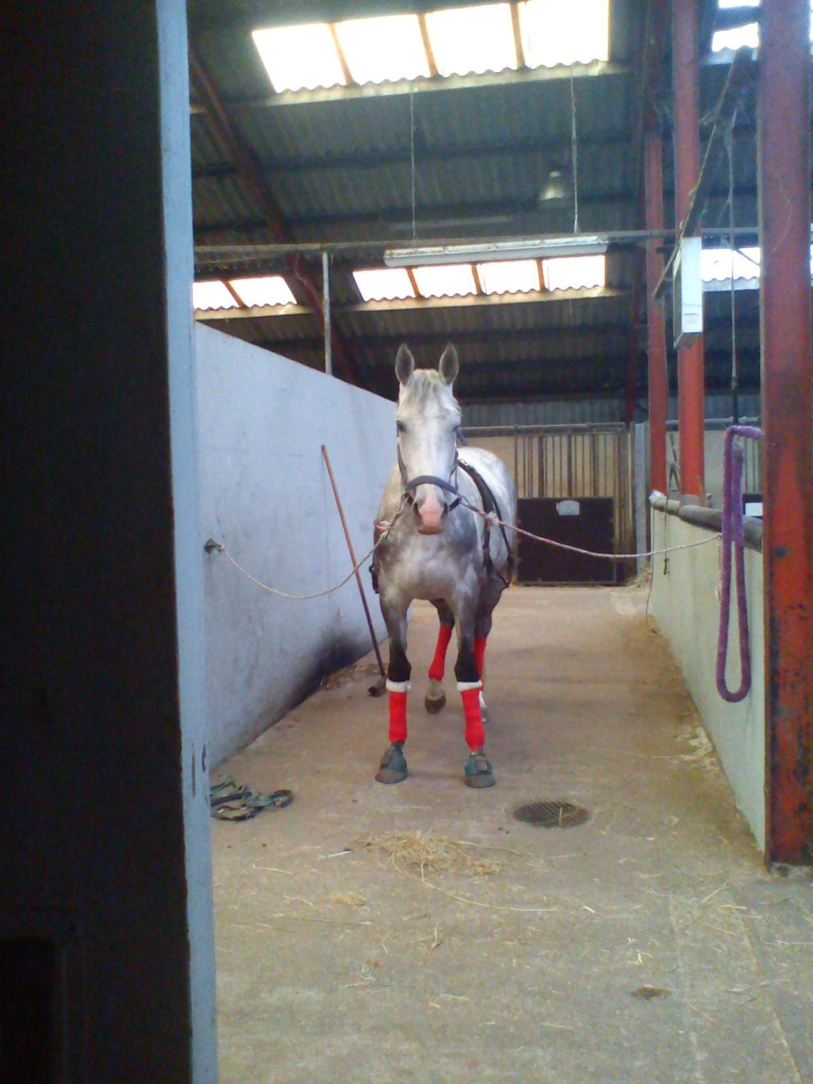 Holsted Rideskole!!! <3 - Carola lurer mens jeg henter godbider! billede 2