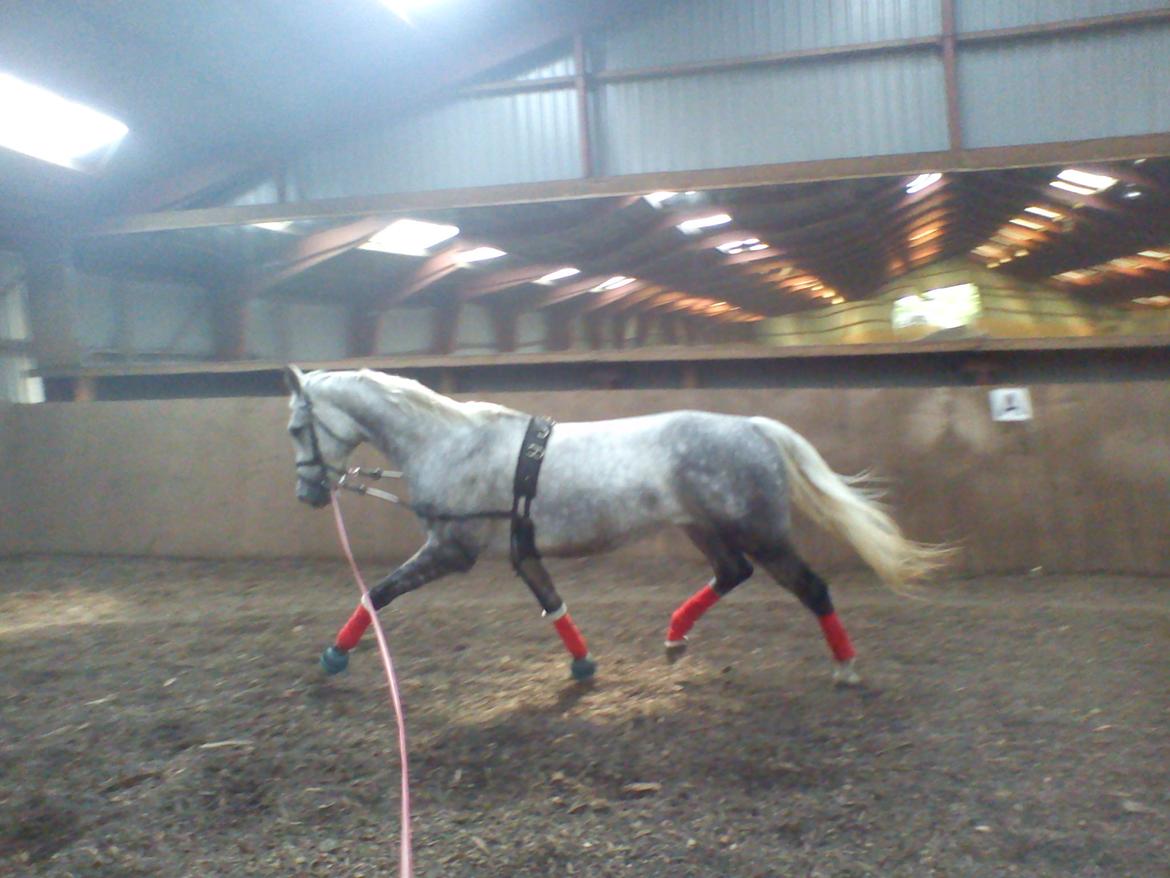 Holsted Rideskole!!! <3 - Carola - træning billede 3