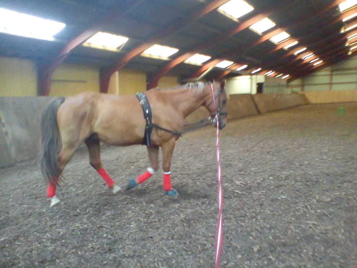 Holsted Rideskole!!! <3 - Shadow - træning billede 4