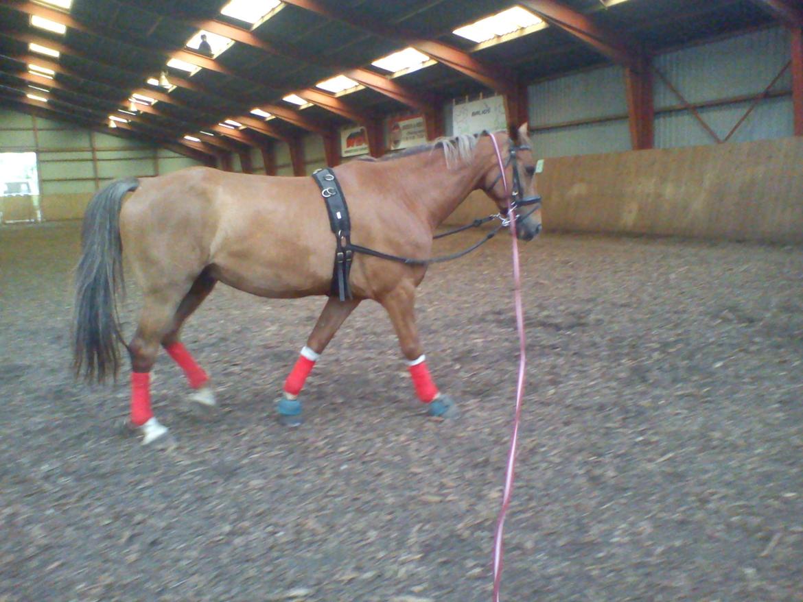 Holsted Rideskole!!! <3 - Shadow - træning billede 5