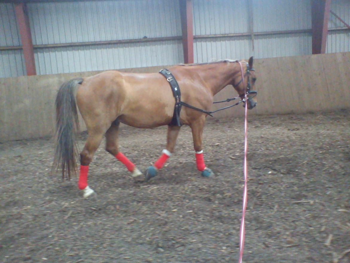 Holsted Rideskole!!! <3 - Shadow - træning billede 6