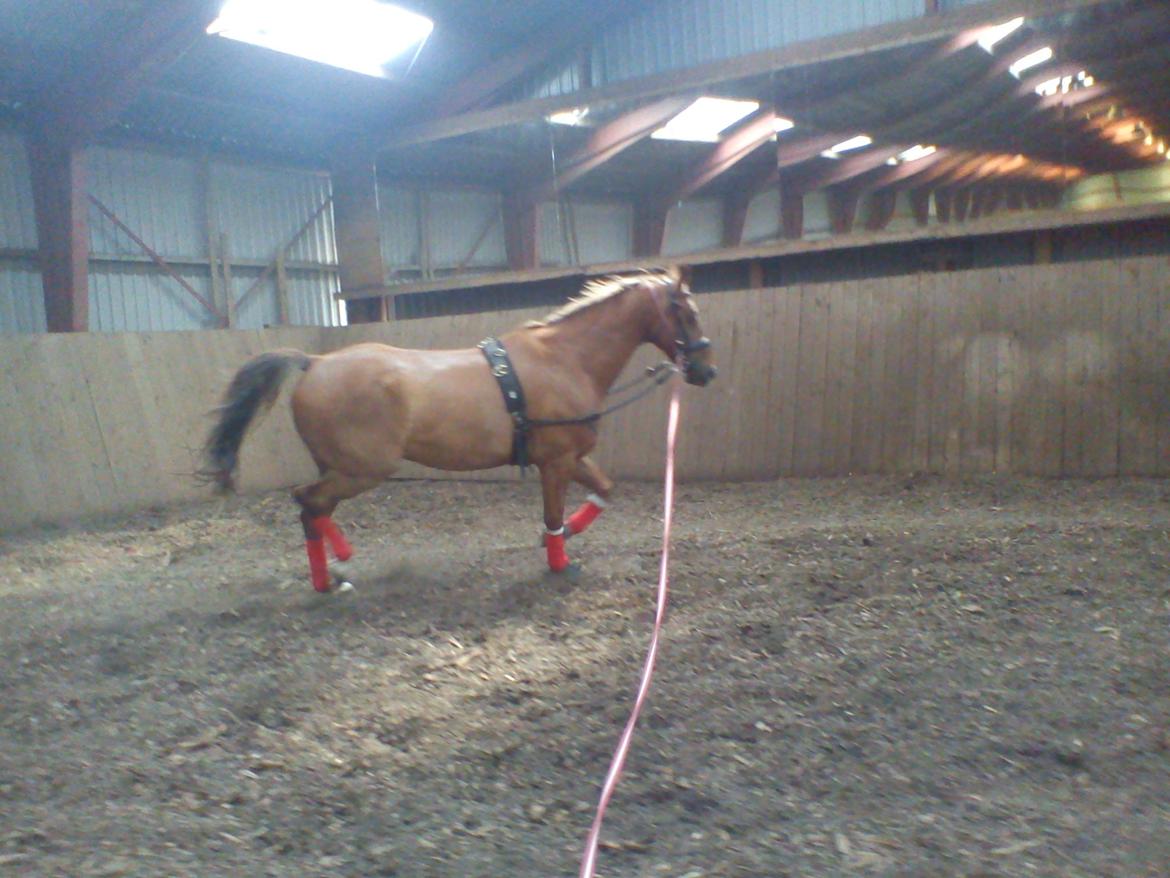 Holsted Rideskole!!! <3 - Shadow - træning billede 7