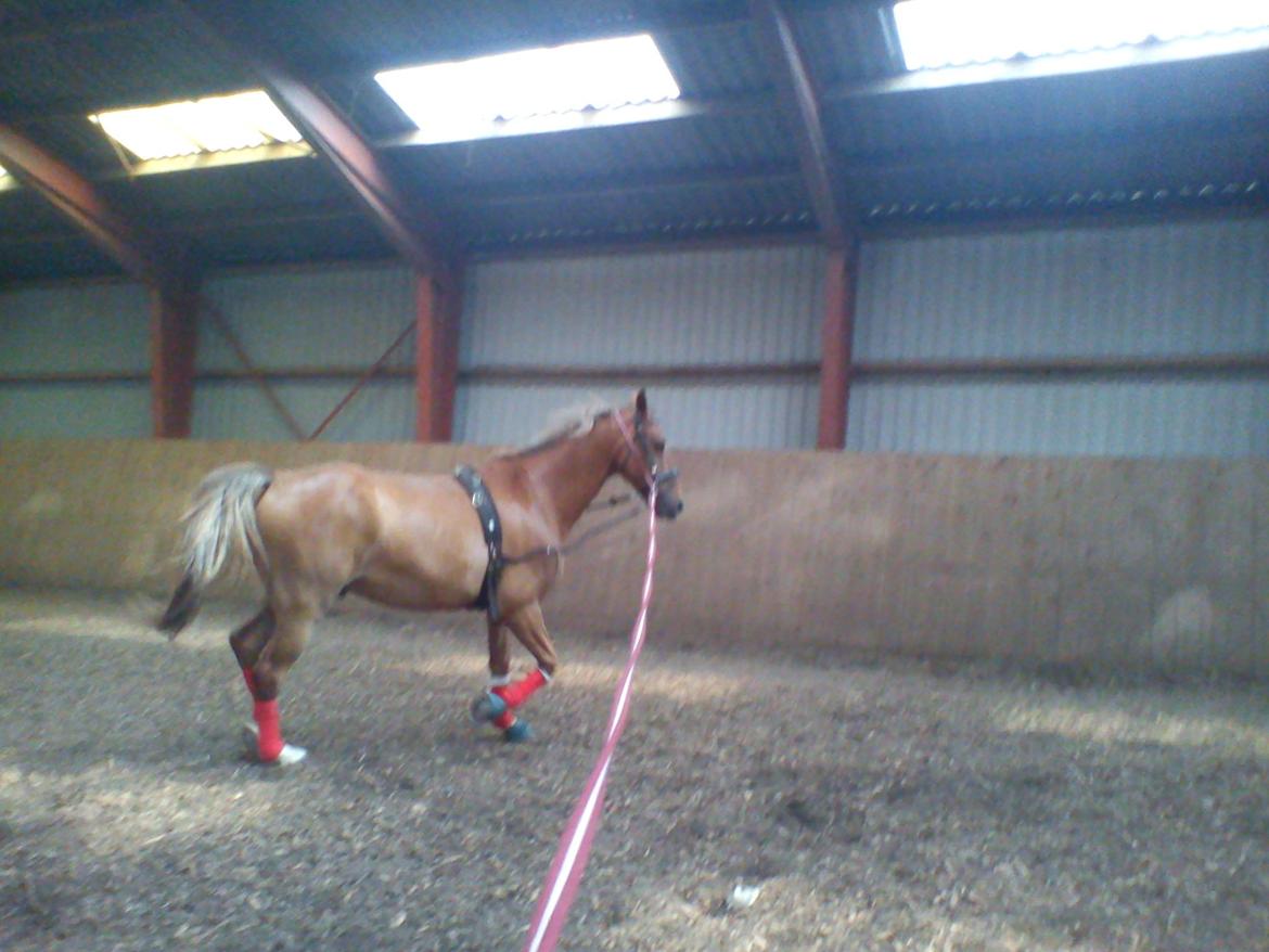 Holsted Rideskole!!! <3 - Shadow - træning billede 8