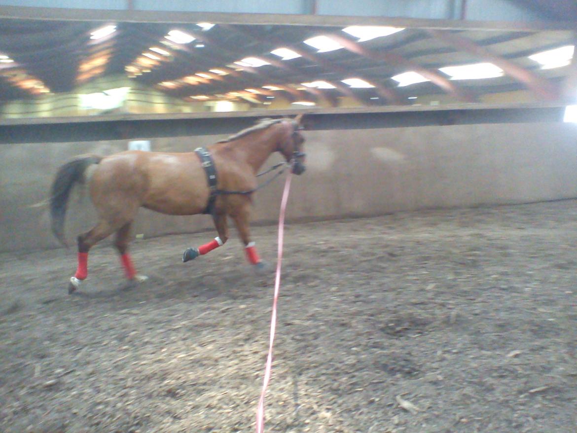 Holsted Rideskole!!! <3 - Shadow - træning billede 9