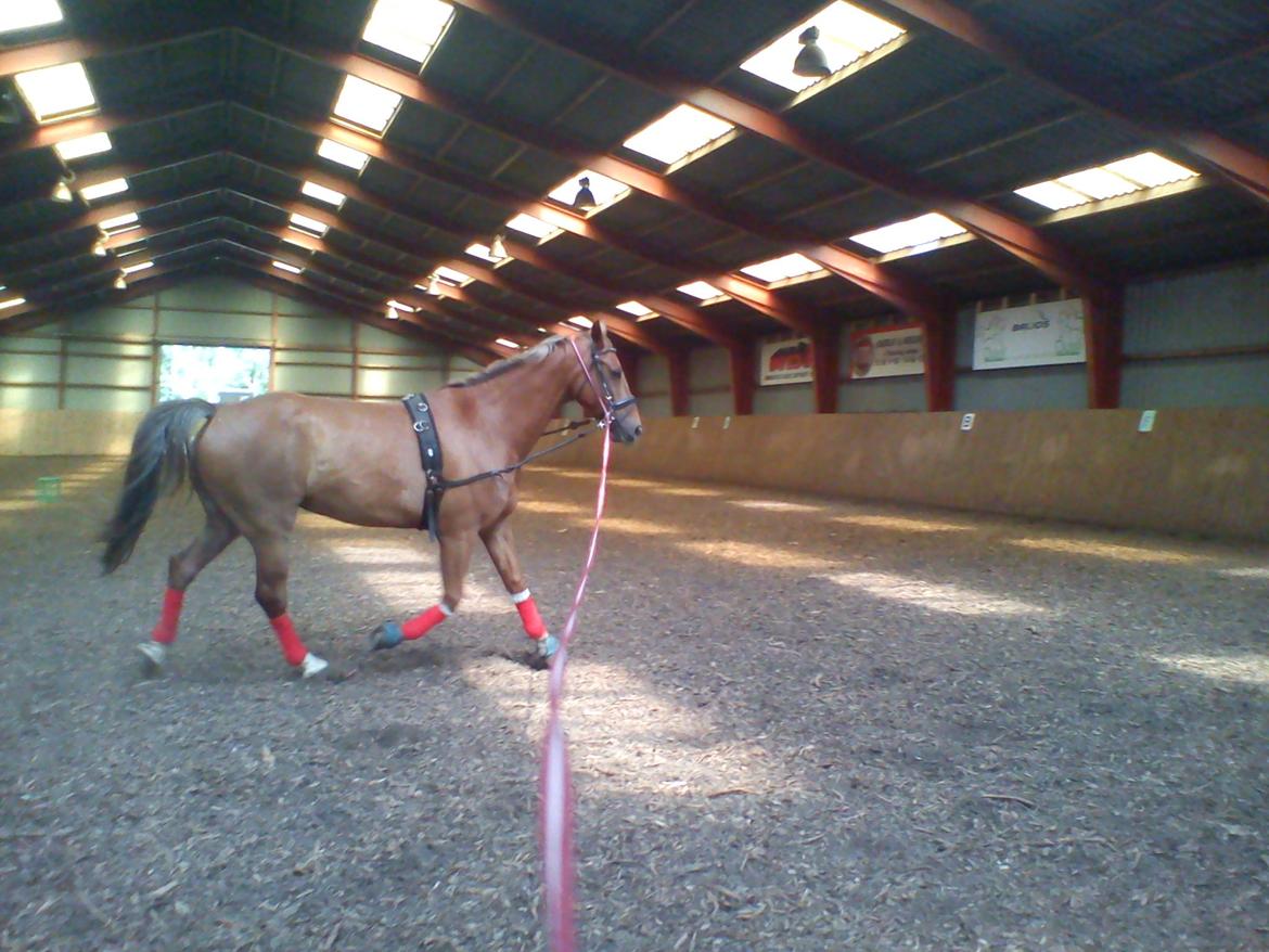 Holsted Rideskole!!! <3 - Shadow - træning billede 10