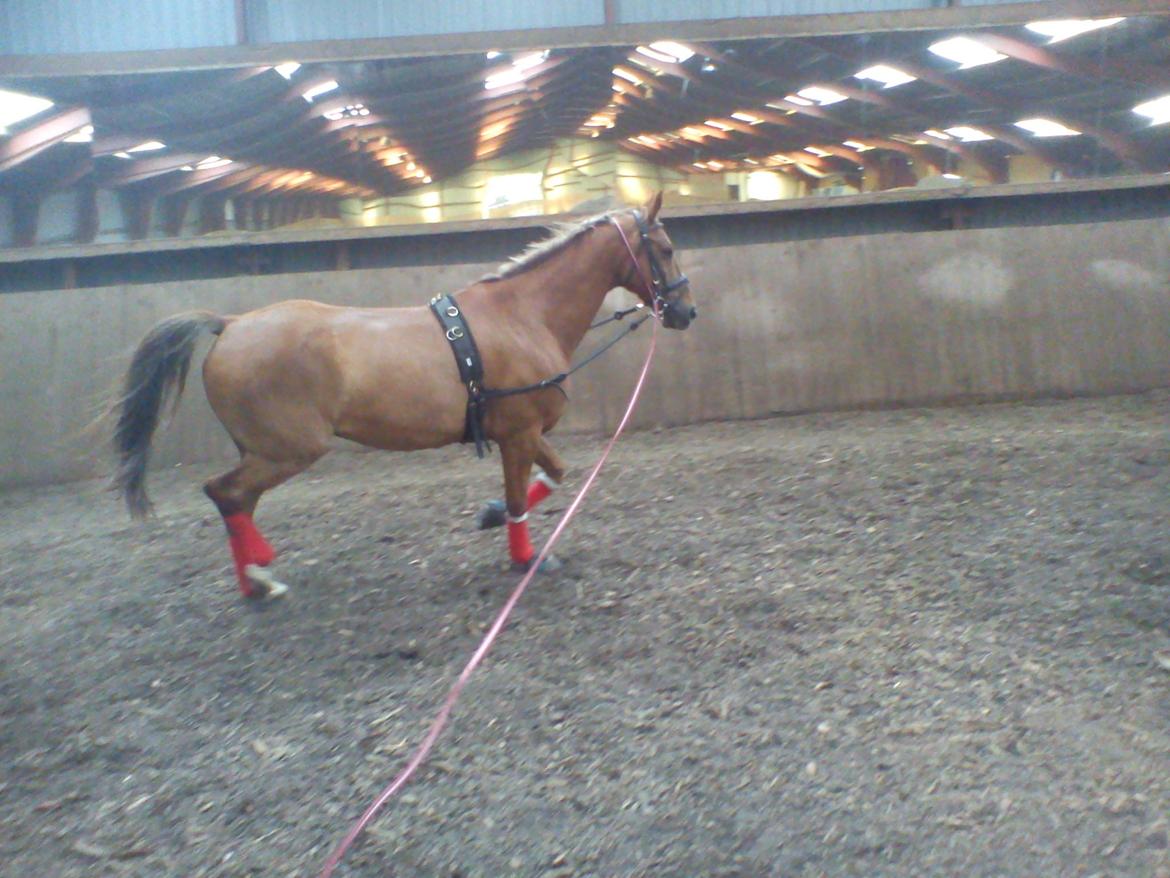 Holsted Rideskole!!! <3 - Shadow - træning billede 11