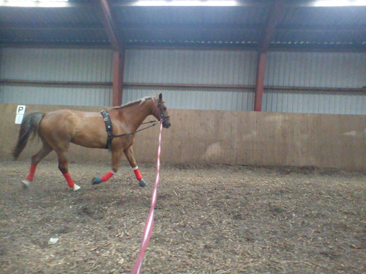 Holsted Rideskole!!! <3 - Shadow - træning billede 12