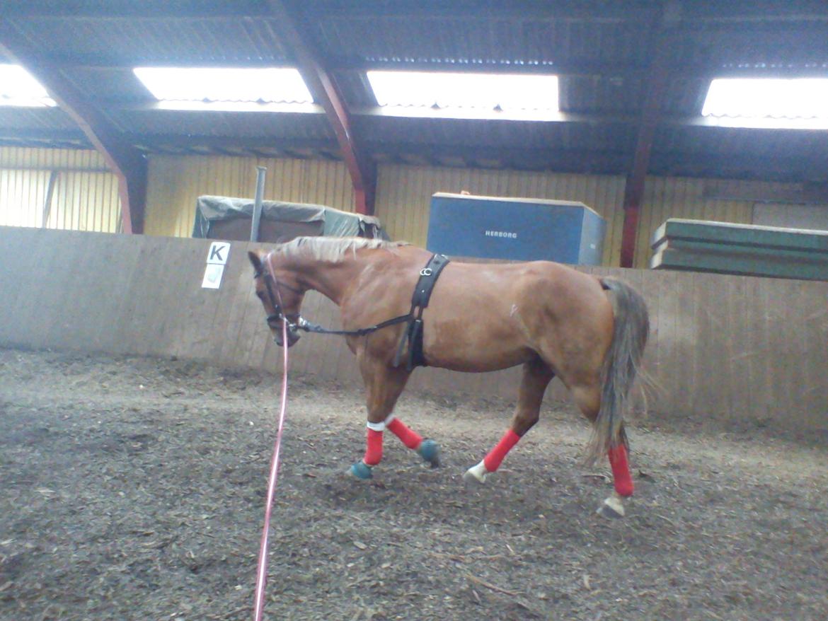 Holsted Rideskole!!! <3 - Shadow - træning billede 13