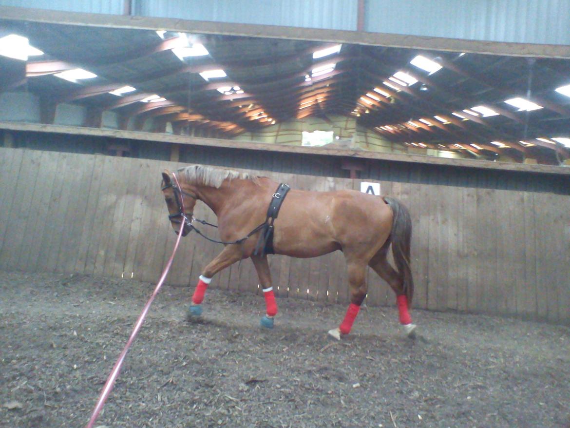 Holsted Rideskole!!! <3 - Shadow - træning billede 14