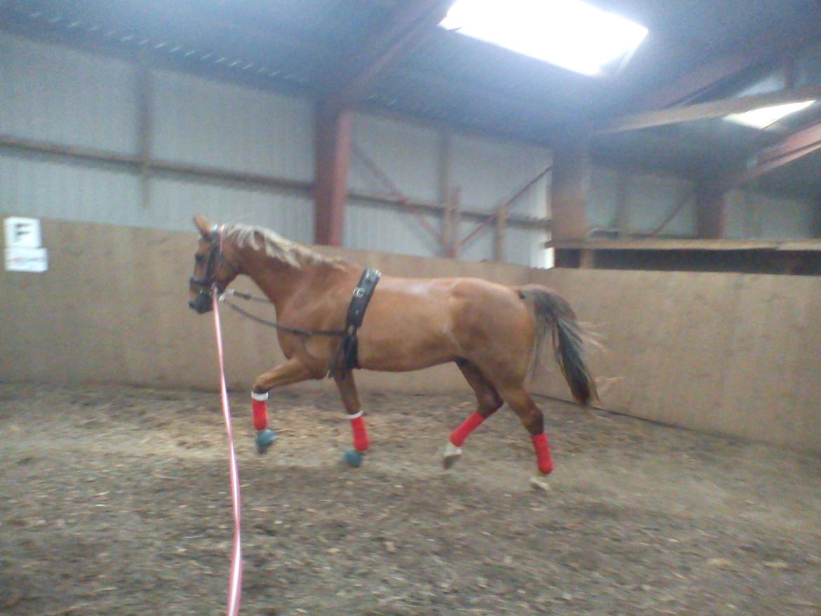 Holsted Rideskole!!! <3 - Shadow - træning billede 15