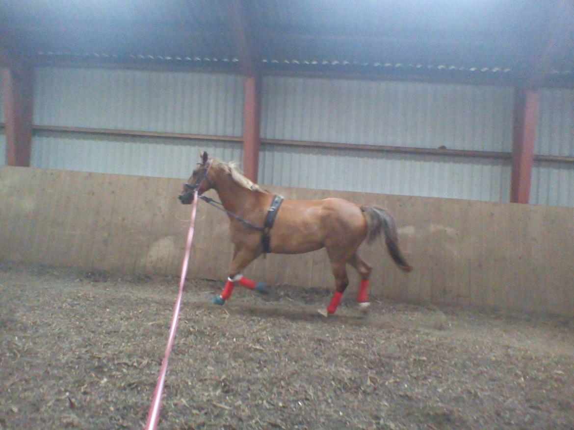 Holsted Rideskole!!! <3 - Shadow - træning billede 16