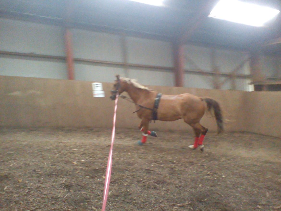 Holsted Rideskole!!! <3 - Shadow - træning billede 17
