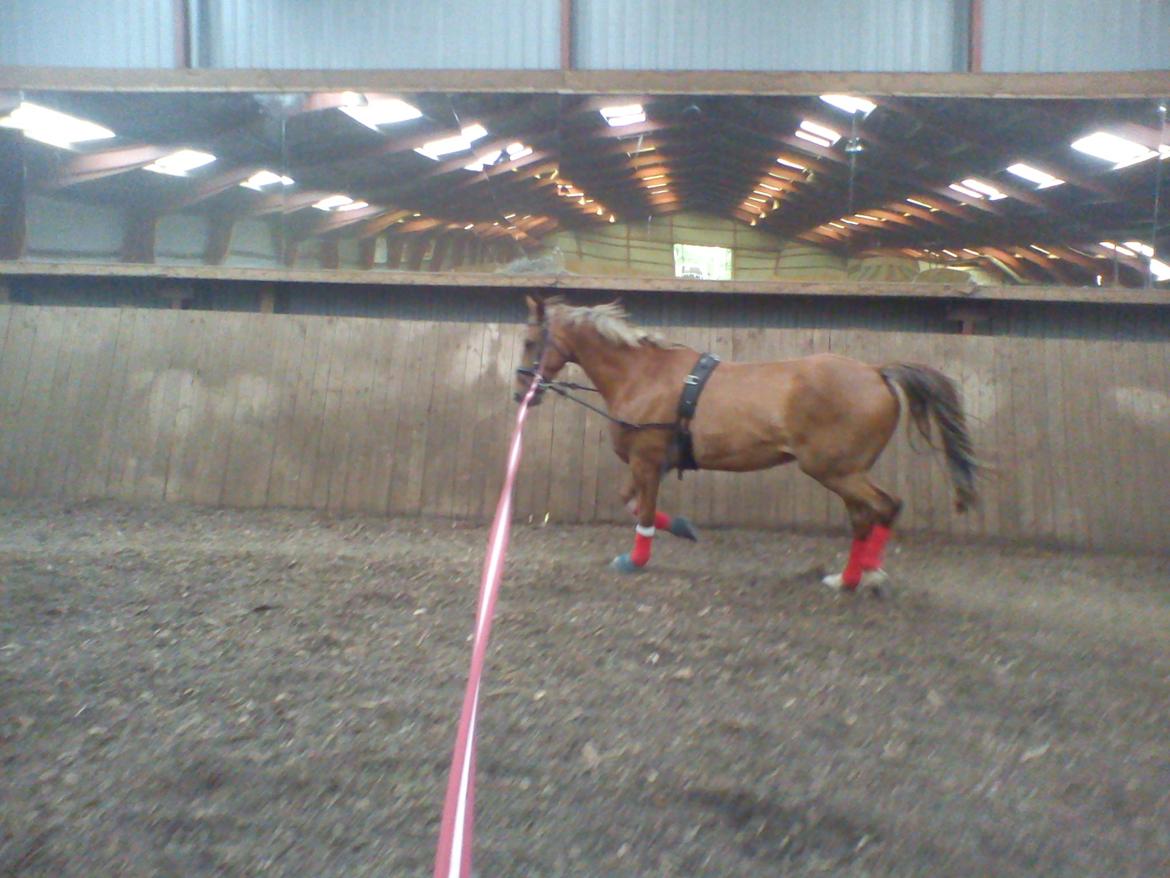 Holsted Rideskole!!! <3 - Shadow - træning billede 18