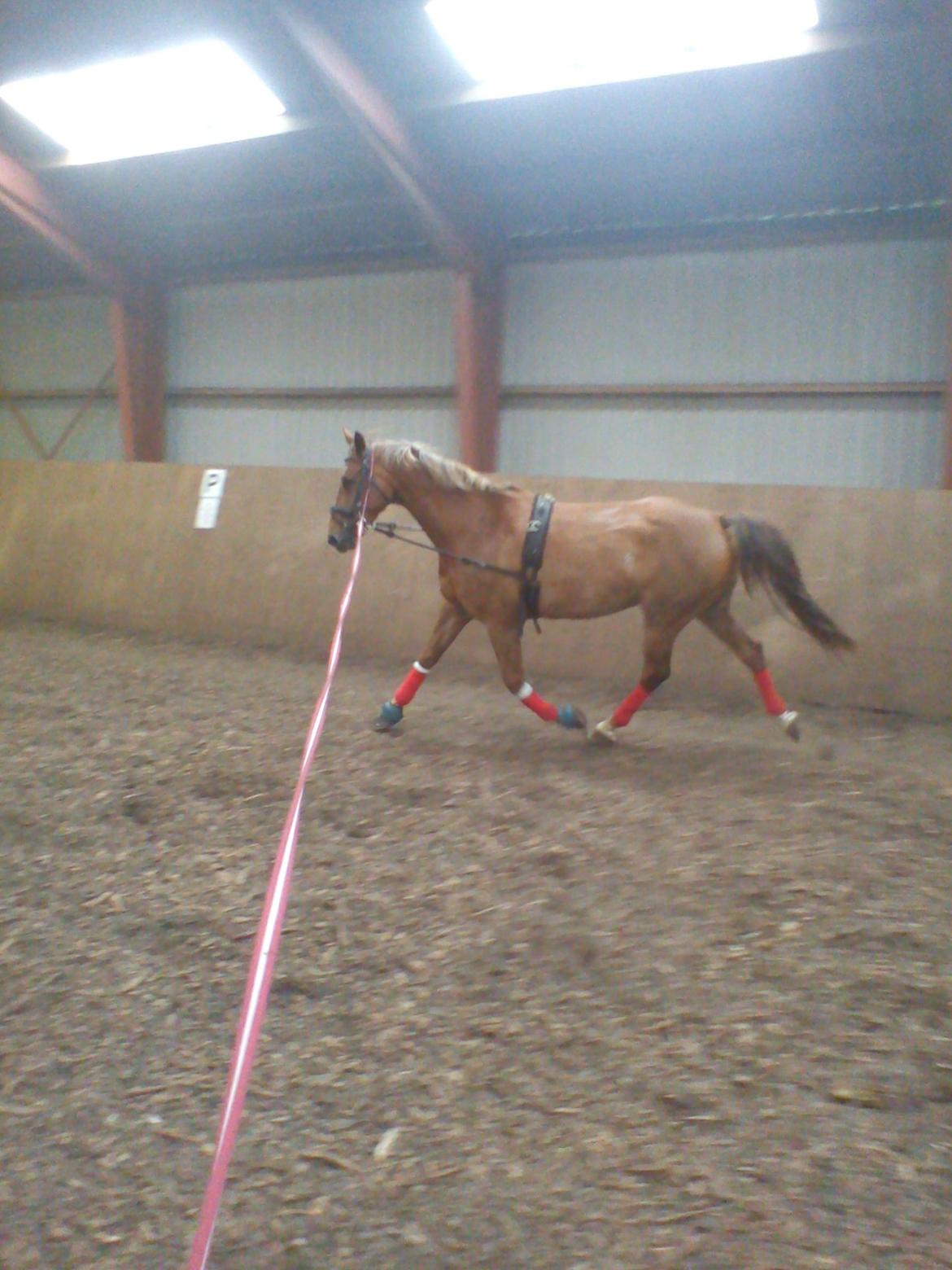 Holsted Rideskole!!! <3 - Shadow - træning billede 19