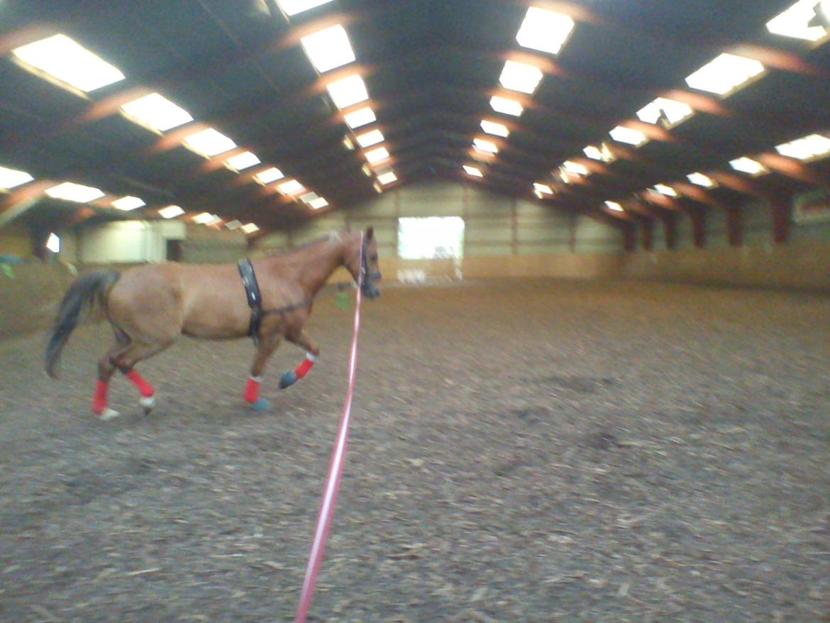 Holsted Rideskole!!! <3 - Shadow - træning billede 20